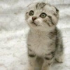 Кот