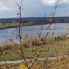 Горожанка Горожанка