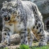 Анатолий Староверов