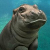 Василий Прокофьев Василий Прокофьев