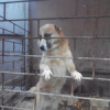 Slava .