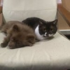 Игорь Иваненко