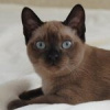 tonkinesecat