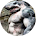 LO QI LO QI