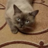 Костик Костик