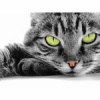 Ёшкин кот Ёшкин кот