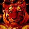 Tigers Tigers